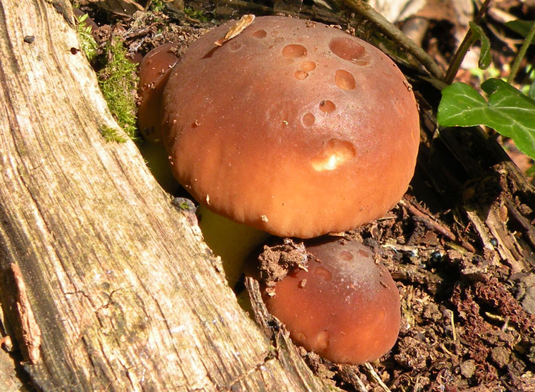 Pensavo fosse un Boletus...